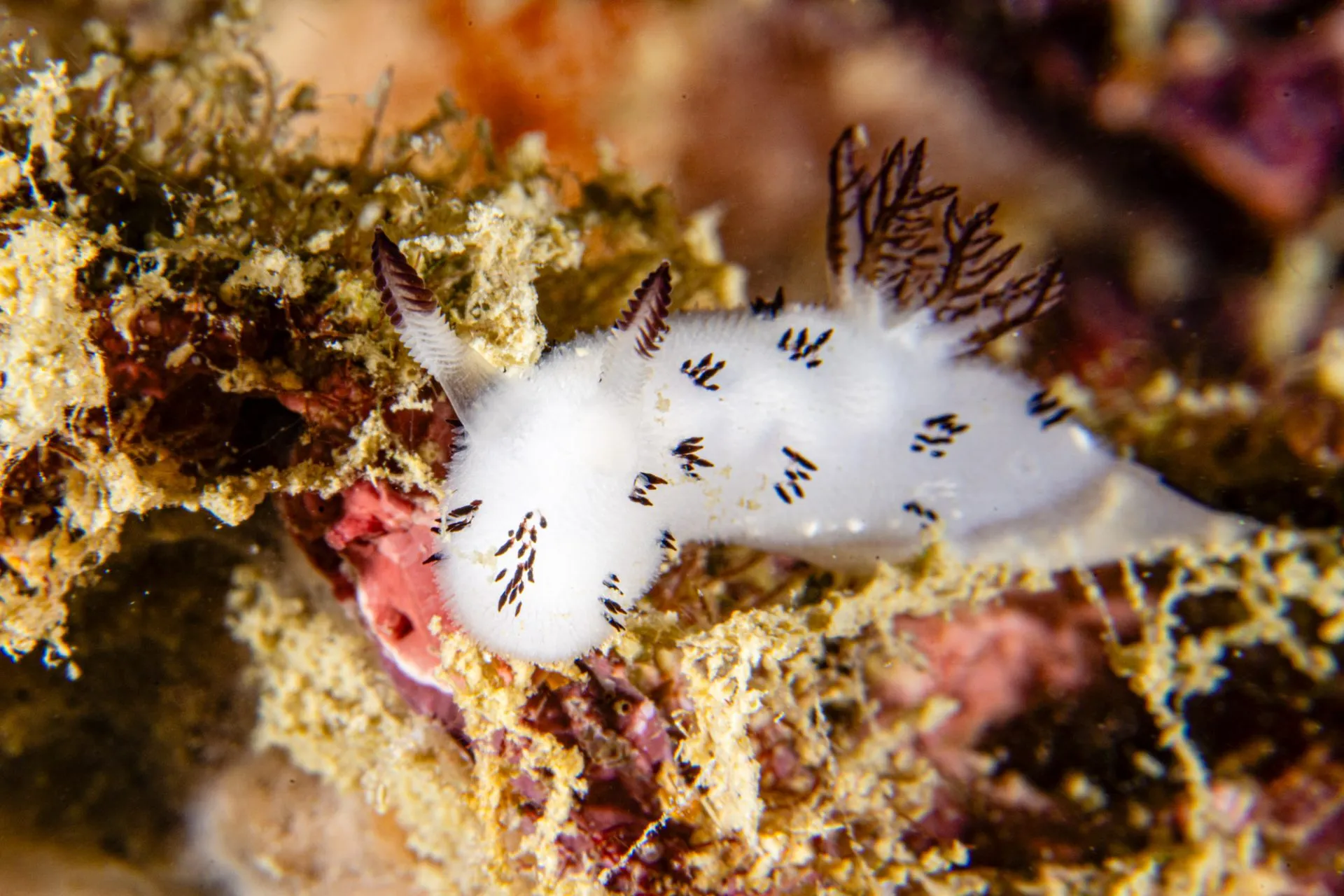 Oreo Nudibranch: Jorunna funebris, commonly known as the Oreo Nudibranch, is one of the most recognizable sea slugs found around Koh Tao. Its distinctive white body covered in black spots makes it a favorite subject for underwater macro photographers.