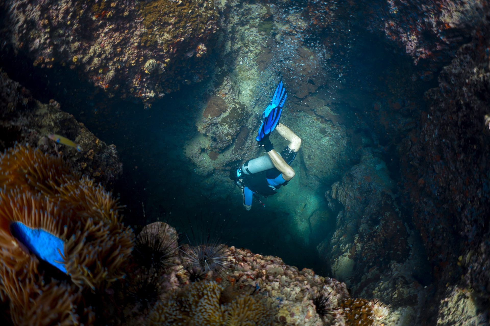 Deep Diving: The Deep Diving specialty takes you to 40 metres for the first time. It's a significant step — the reef looks different at depth, the light changes, and the way your body responds to pressure becomes more noticeable. This course teaches you to plan and execute deep dives safely and get the most out of what those depths have to offer.