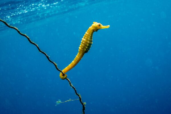 a seahorse swimming in the water