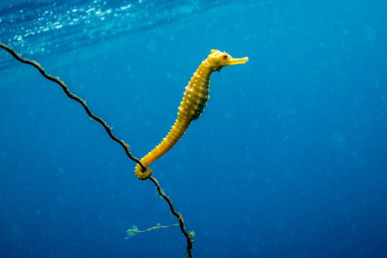 a seahorse swimming in the water