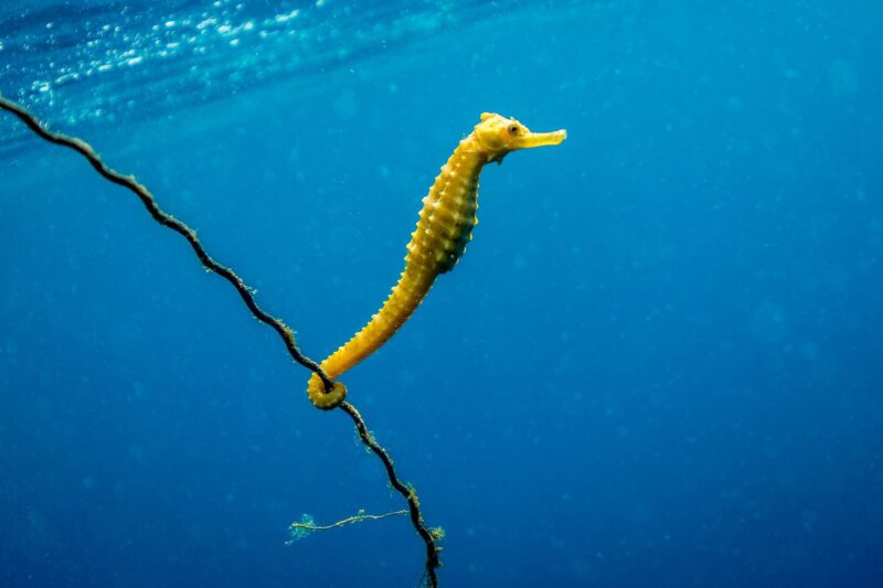 a seahorse swimming in the water