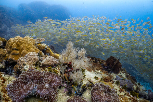 Colorful coral reef with vibrant fish school swimming underwater in clear ocean.