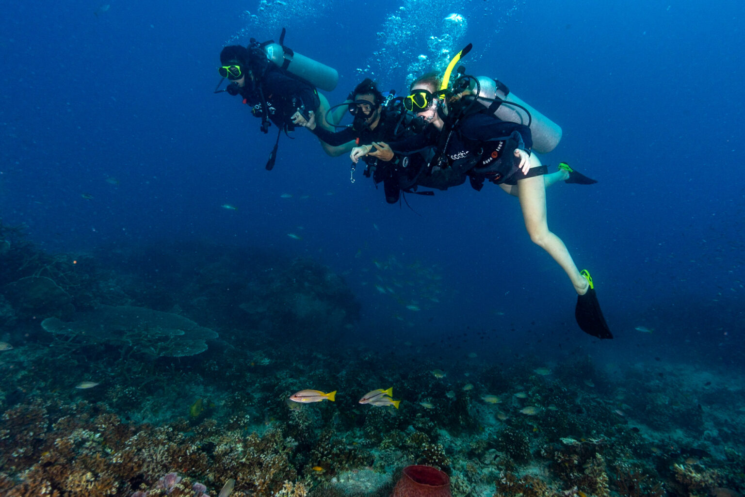 try Scuba Diving in Koh Tao with the SSI Basic diver. This image includes a couple of scuba divers on one of Koh Taos best dive sites.