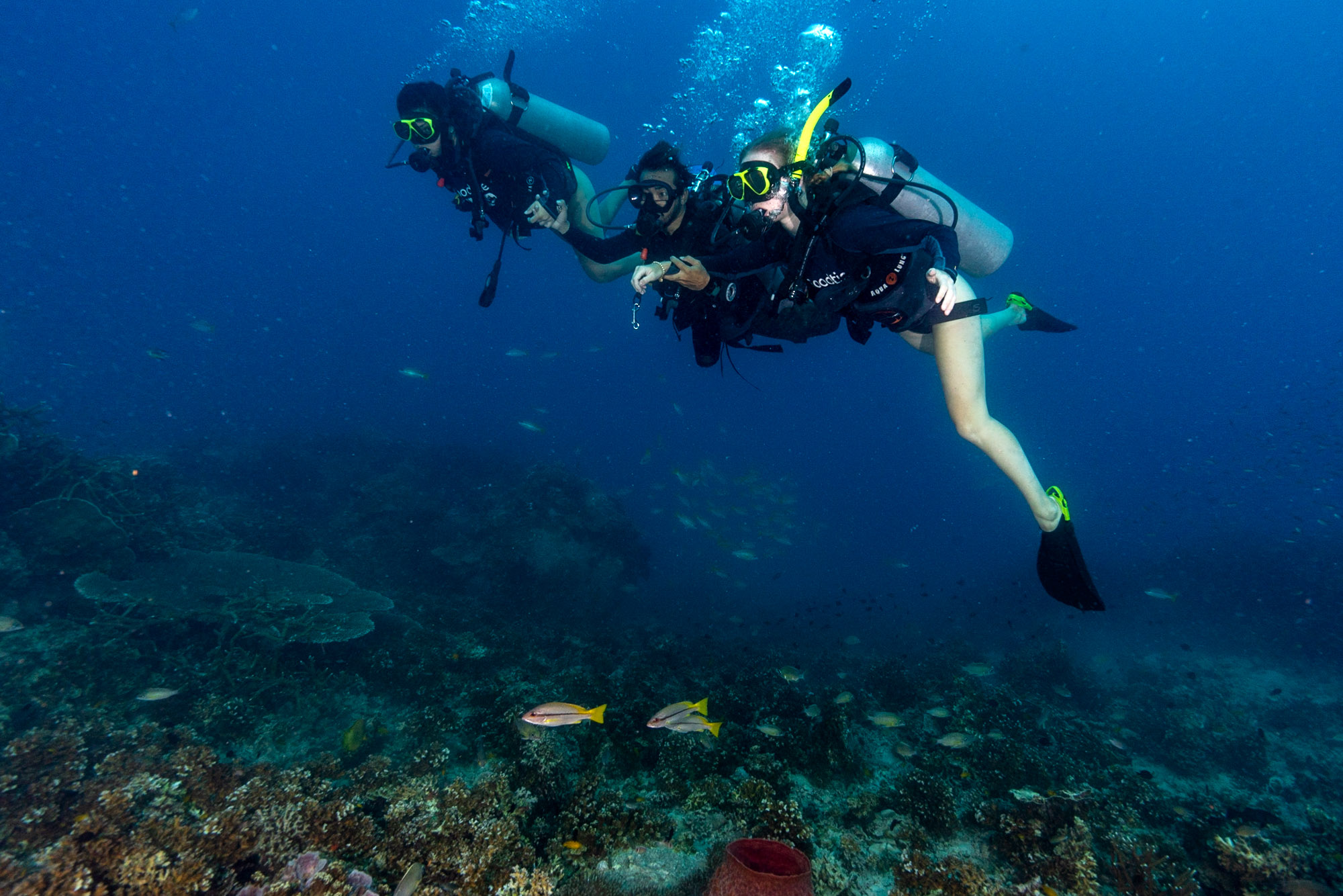 Experience Scuba Diving in Koh Tao with the SSI Basic diver. This image includes a couple of scuba divers on one of Koh Taos best dive sites.
