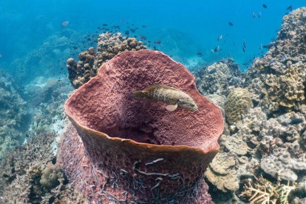 a fish swimming in a coral reef
