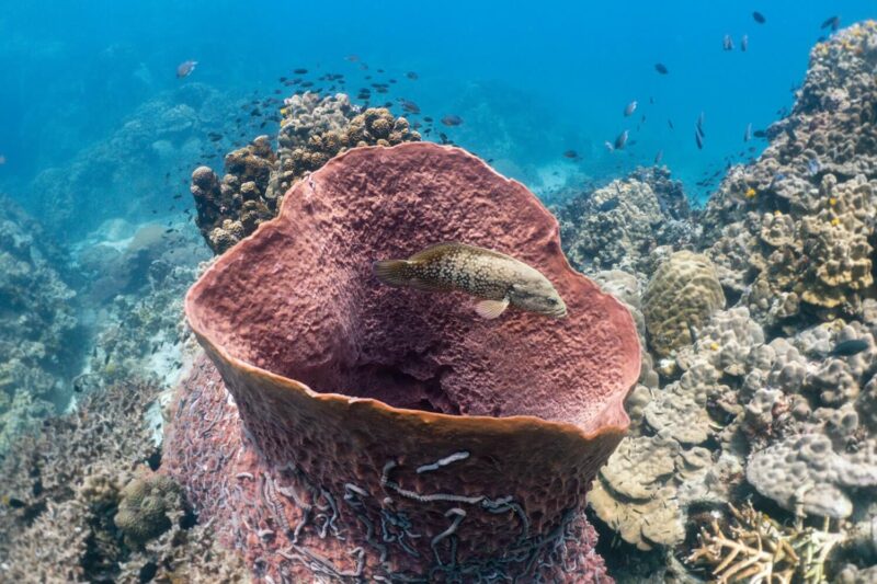 a fish swimming in a coral reef