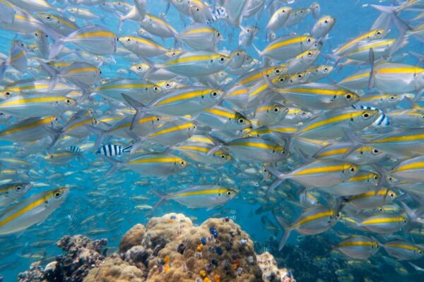 DSC09865-e1525698543393