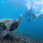 Snorkelers swim with a sea turtle underwater, exploring coral reefs in clear blue ocean waters during a private boat charter on Koh Tao.