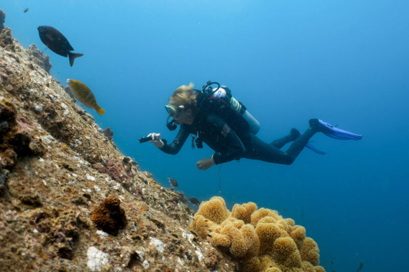 Scuba diver exploring vibrant coral reef with colorful fish in the ocean.